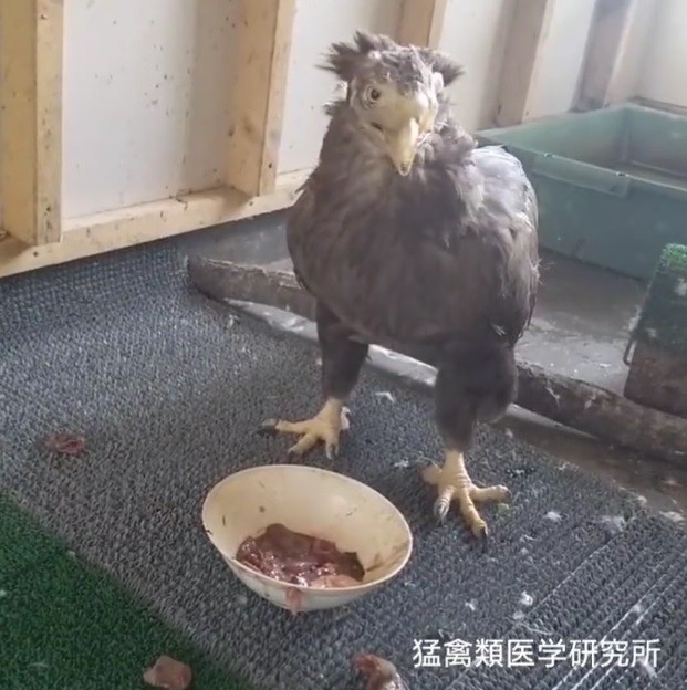 義嘴を使って自力で食事できるようになったオジロワシ（猛禽類医学研究所提供）