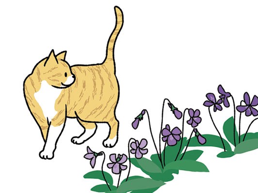 子犬、子猫の販売規制 速やかに「８週」導入を