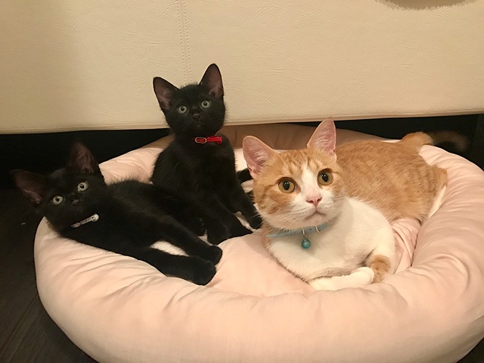 お気に入りのベット