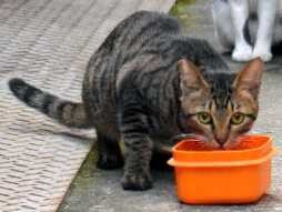 「地域猫」の取り組み広がる　和歌山県が手術費用を助成