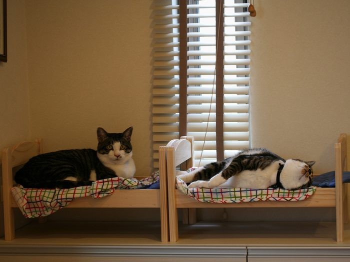 ネコ用ベッドでくつろくソラとテンテン