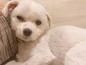 緊張しちゃった？　通院でお疲れ気味なマルチーズ「アクセル」