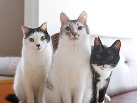 三猫三様、でも家族　目利きとご縁で結ばれたにゃんこ３兄弟