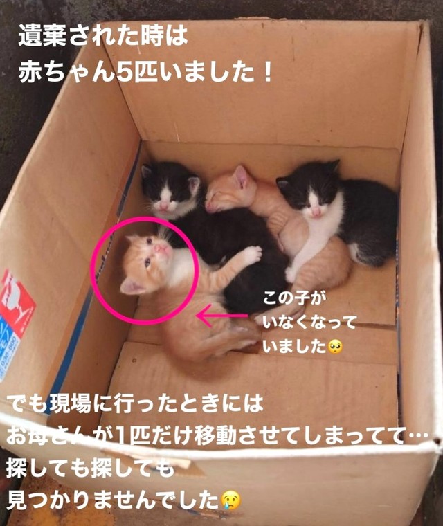 1番左の茶白の子がいなくなっていたという（「NPO法人愛Cat」さん提供、Instagramよりキャプチャ撮影）
