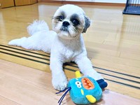 おもちゃで遊ぶちょんちゃん（画像提供：ちょん吉さん）