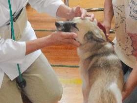 体調崩した被災ペットを診察　福岡から獣医師チーム　熊本地震