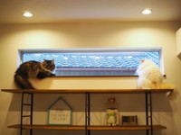 兄猫ちゃんとニャルソック=ぽてねのアポロさん（@Hachicotton）提供
