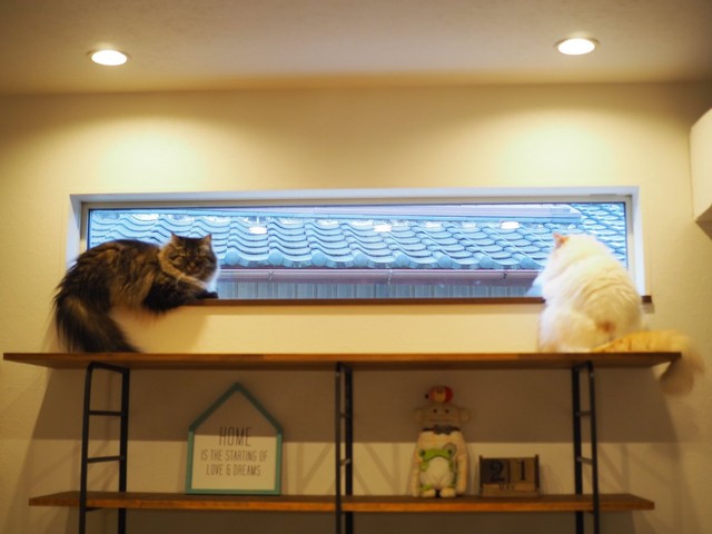 兄猫ちゃんとニャルソック=ぽてねのアポロさん（@Hachicotton）提供
