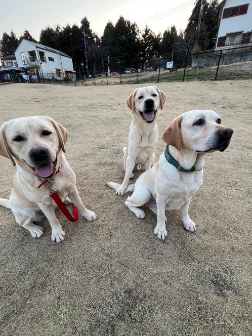 狛子ちゃんとノアくん、よじちゃん。親子そろってパシャリ（提供：ありんこりんこさん）
