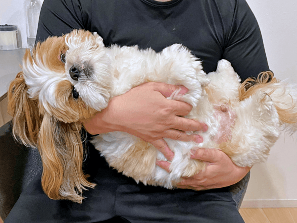 パパに抱っこされてとろけるぽこちゃん（画像提供：ぽこさん）