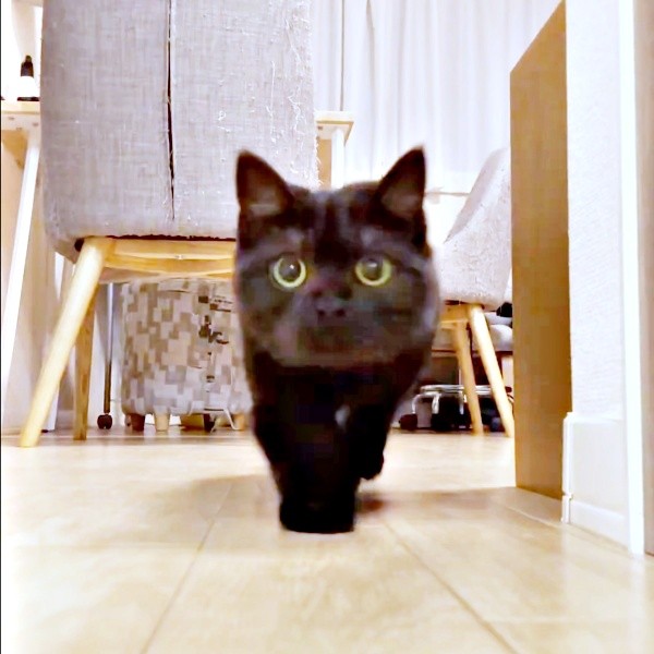 ズンズン、カメラに向かって歩いてくるさつきちゃん（画像提供：aomineco（黒猫あおみね&さつき）さん）