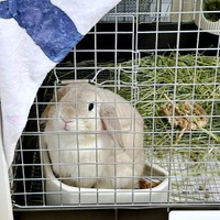 ケージのなかからお部屋を眺めるまふぃんくん（画像提供：まふぃん君さん）