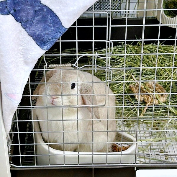 ケージのなかからお部屋を眺めるまふぃんくん（画像提供：まふぃん君さん）