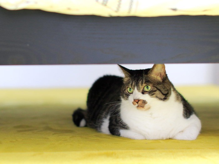 来客が苦手？ キセはベッドの下で無の境地。（テクニック１）