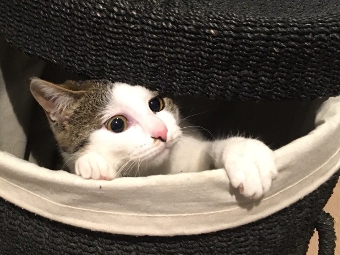 かごから顔をのぞかせるシッピ(大森直撮影)