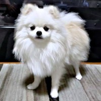 すももくん（画像提供：ポメラニアンのとろろさん）