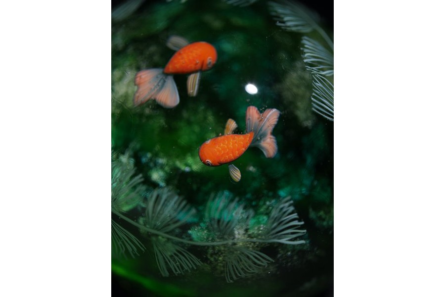 泳ぐ金魚やクラゲなど、まるで水中世界をそのまま閉じ込めたかのような