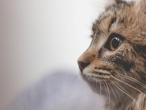 独身女が猫を飼ったら終わり？私は「終わる」ことを厭わないよ