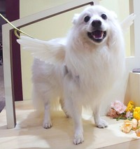 「『うちの子マジ天使』は記念日などにもぴったりですワン☆」（画像提供：くーさんママさん @kukuri_shibainu）