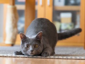 目がふさがった子猫、心眼でロックオン！　見事飼い主を射止める
