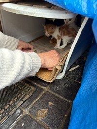 自宅周辺に猫が増えた！多頭飼育崩壊が発覚（れんげさん提供）