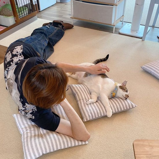 ゴロ寝してジブリール君をなでるお客さん。お互い楽しそう！（保護猫カフェさくら提供）