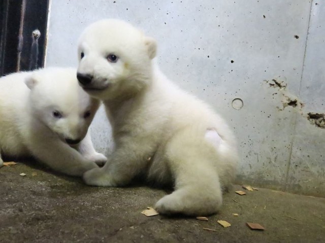個体識別のため１頭に毛刈りを実施（提供＝仙台市八木山動物公園）