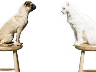 犬猫はこの病気で死に至る　がん／犬猫ともに死因第１位