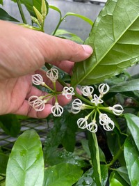 まるで泡だて器…この植物知ってますか？（伊藤彰洋さん提供）
