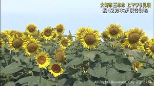 ヒマワリが見頃　約４２万本が満開に　宮城・大崎市