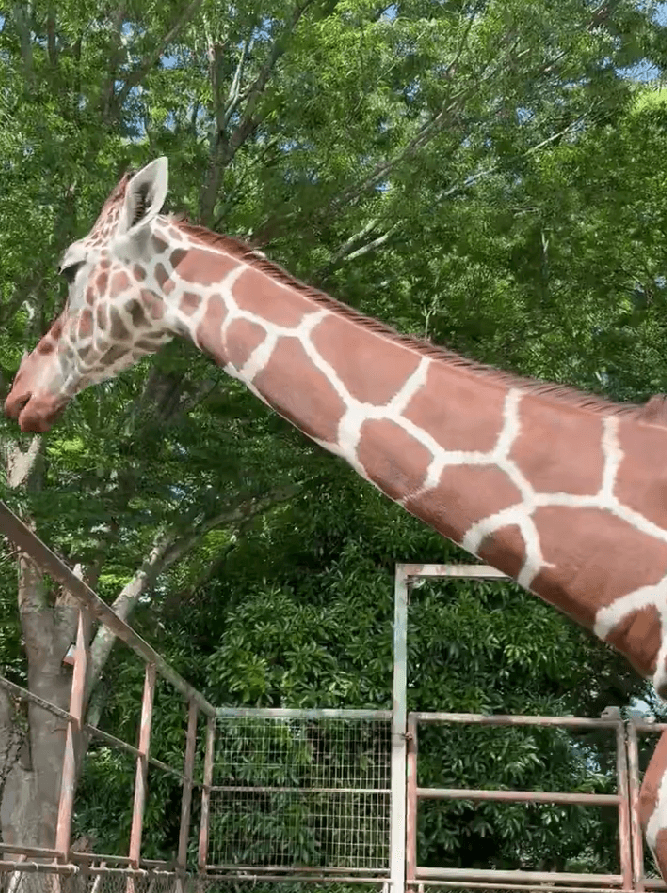 改めてよく観察するとおもしろい