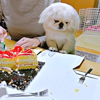 ケーキのかけらを見つめるペっぺちゃん（画像提供：ペっぺさん）