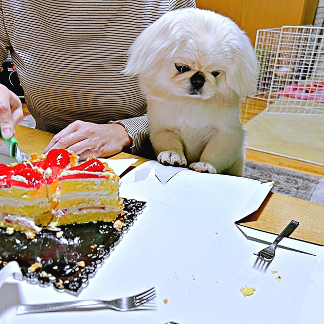 ケーキのかけらを見つめるペっぺちゃん（画像提供：ペっぺさん）
