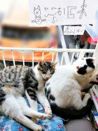 仲良く寄り添って眠る（左から）ごまおさん、のりおさん（画像提供：あすか 着物と猫とカネコ系さん）
