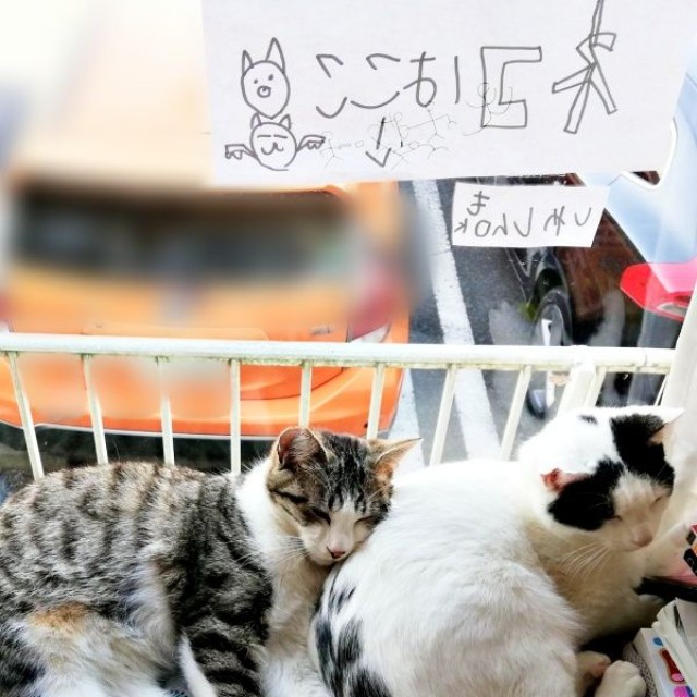 仲良く寄り添って眠る（左から）ごまおさん、のりおさん（画像提供：あすか 着物と猫とカネコ系さん）