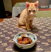 猫がヒトが食事をするテーブルに乗ってしまう…困った問題です。