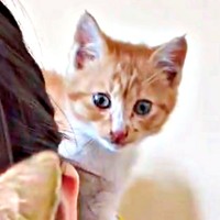 生後2カ月、高所から救出され保護された縁くん（画像提供：【かんざき屋】じゃきちゃんさん）