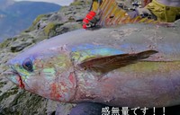 見事に巨大キハダマグロをゲット！／のび子のソトアソビさん（@Nobiko_sotoasobi）提供※画像はトリミングしています