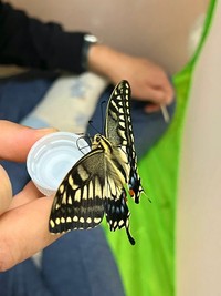 砂糖水にポカリスエットを混ぜたものを吸う蝶＝深海マザーさん（@deepseaMOTHER）提供