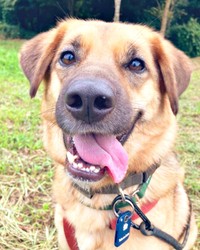 迎えられて2年、どんどんやわらかい表情になったよちゃん（画像提供：よちゃんのよはよいおいぬのよさん）