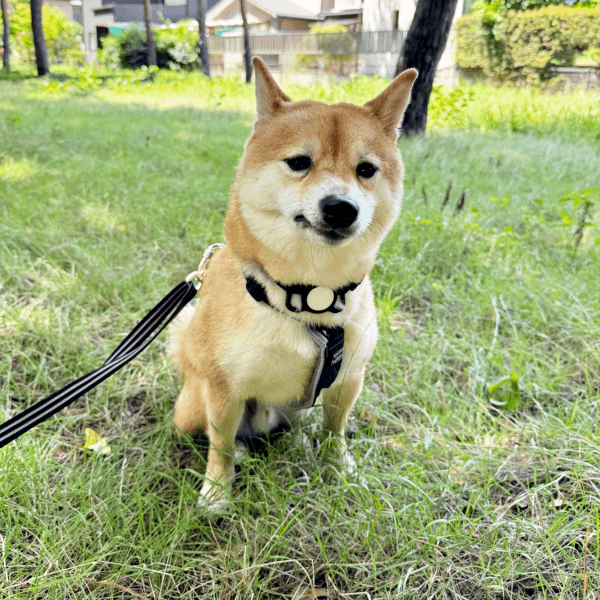 散歩中、まったりする碌くん（画像提供：柴犬 ろくさん）