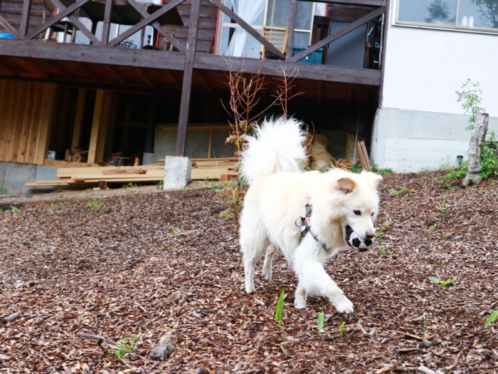 10歳をすぎた今もボールが好きな大吉