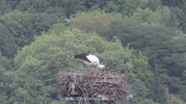 香川・まんのう町 提供