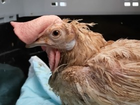 ケージ飼育は緩やかに心と体を殺す　地獄を生き抜いた採卵鶏「りり」からの教え