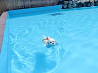 深めのプールもすいすい！ ライフジャケットをつけて泳ぐえみちゃん（画像提供：マルチーズのえみさん）