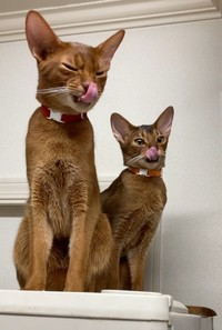 アドバイスを受ける前。仲良し兄弟（手前から）カフーくん、イジャーくん（画像提供：Milanista17さん）