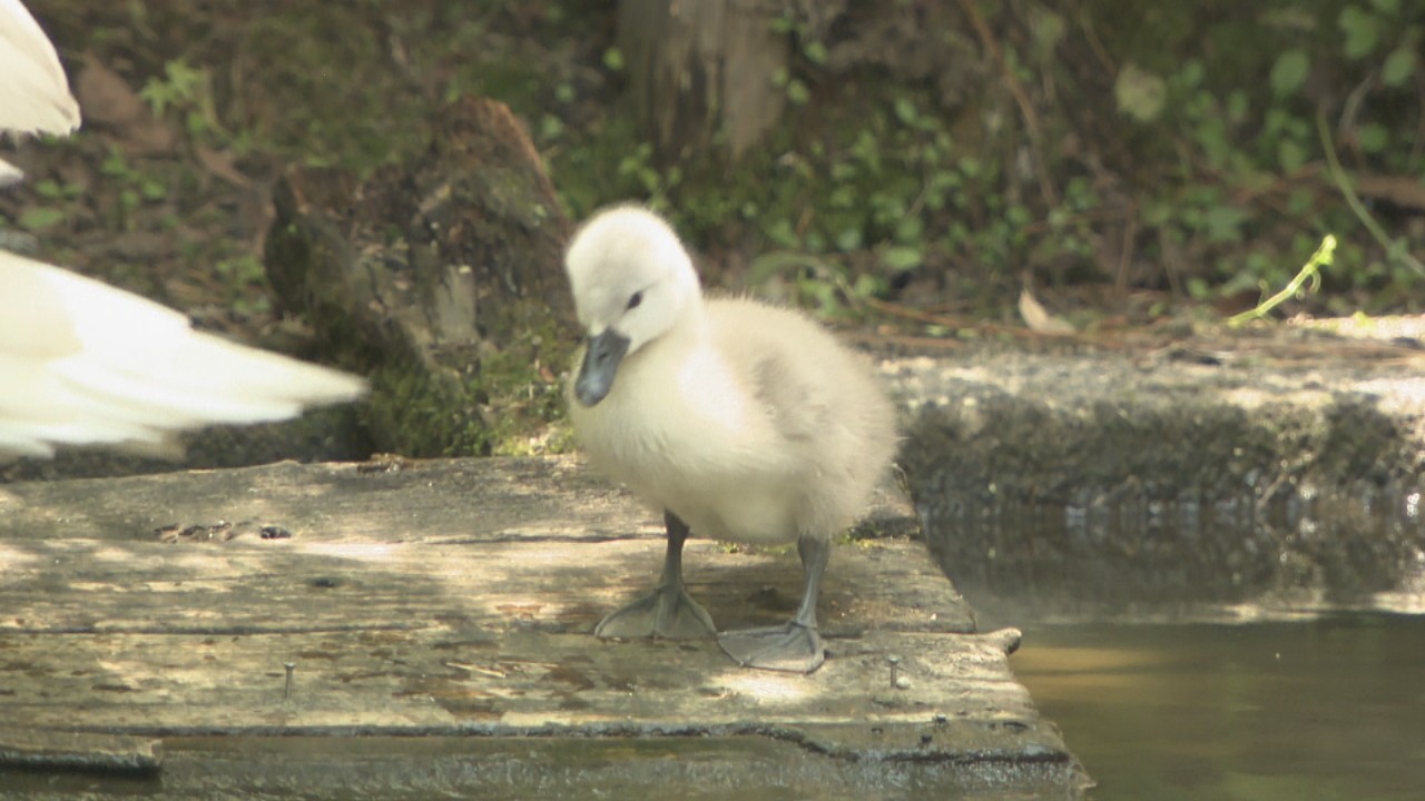 倉敷美観地区に新たなアイドル！ 4年ぶりに白鳥のひなが2羽誕生 岡山