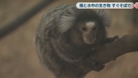 いきものワールド in コンベックス岡山