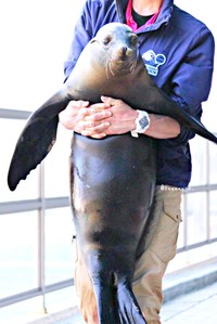飼育員さんに抱っこされるカリフォルニアアシカの女の子｢コエル｣ちゃん（画像提供：Suunoさん）