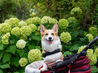 バギーにのって笑みを浮かべる神楽ちゃん（画像提供：コーギーの神楽さん）